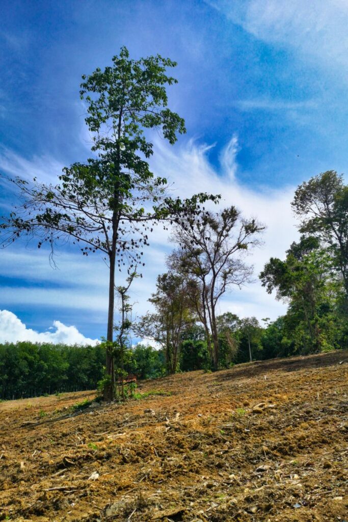 land cleared in backyard house